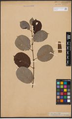 Foto von Salix caprea L.